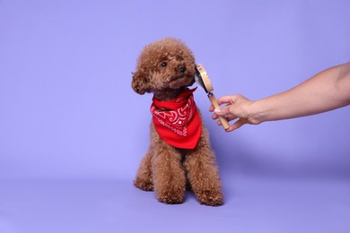 Photo of Woman brushing cute Maltipoo dog with bandana on light purple background, closeup