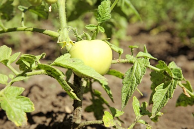 Photo of Green plant with unripe tomatoes in garden