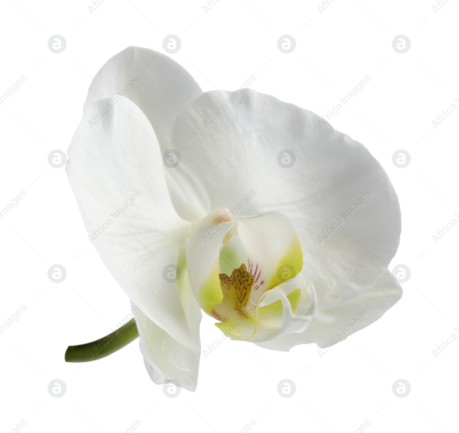 Photo of One beautiful orchid flower isolated on white