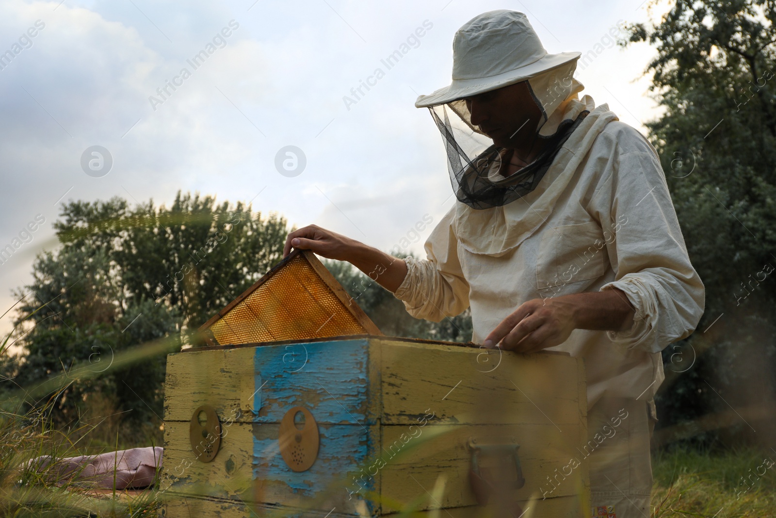 Photo of Beekeeper in uniform taking honey frame from hive at apiary