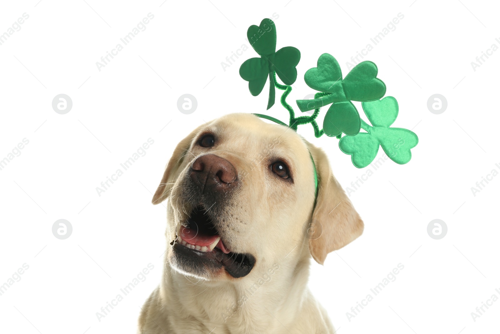 Photo of Labrador retriever with clover leaves headband on white background. St. Patrick's day