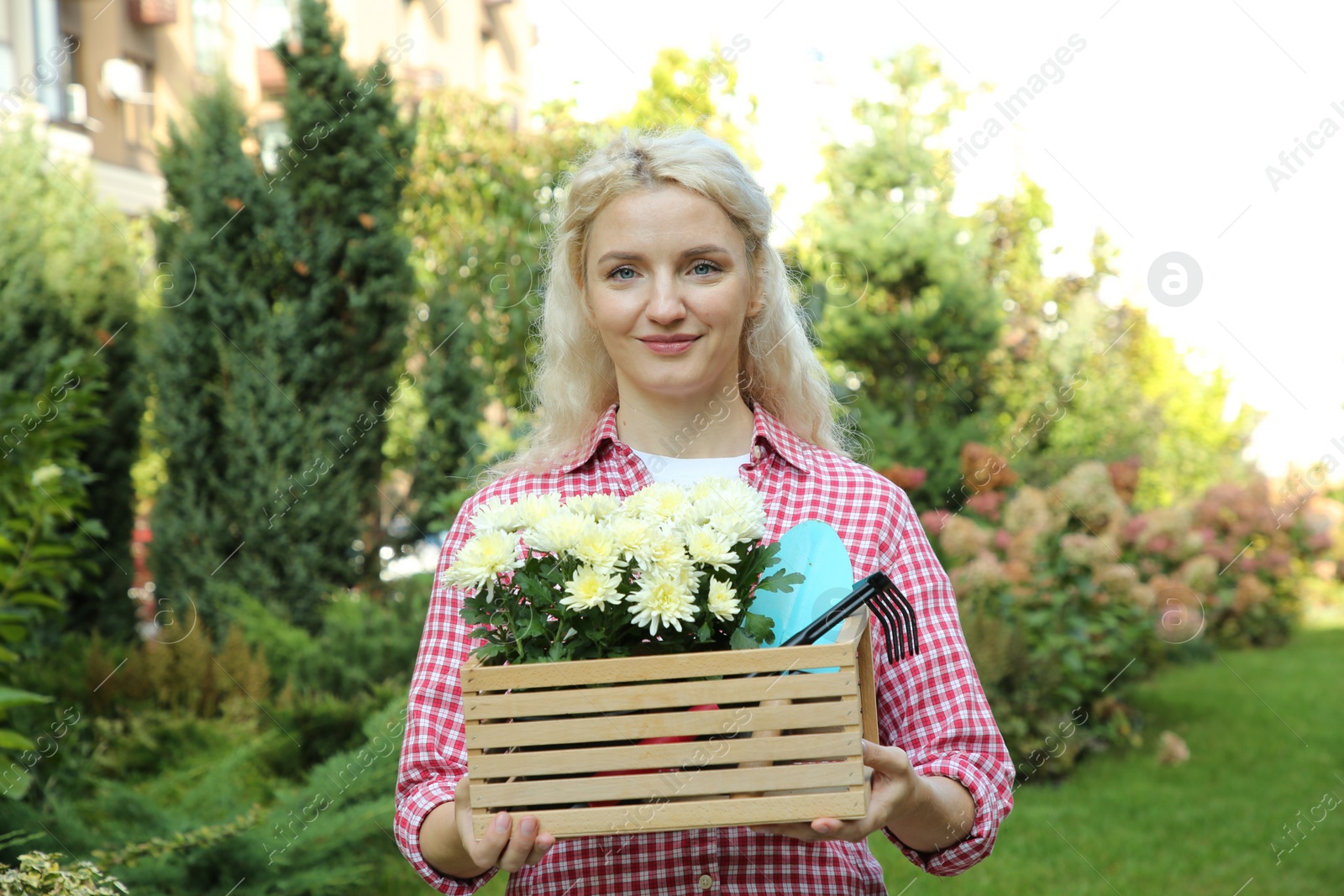 Photo of Woman holding wooden crate with chrysanthemum flowers and tools in garden