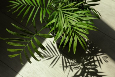 Photo of Beautiful green houseplant casting shadow on wooden floor indoors, closeup
