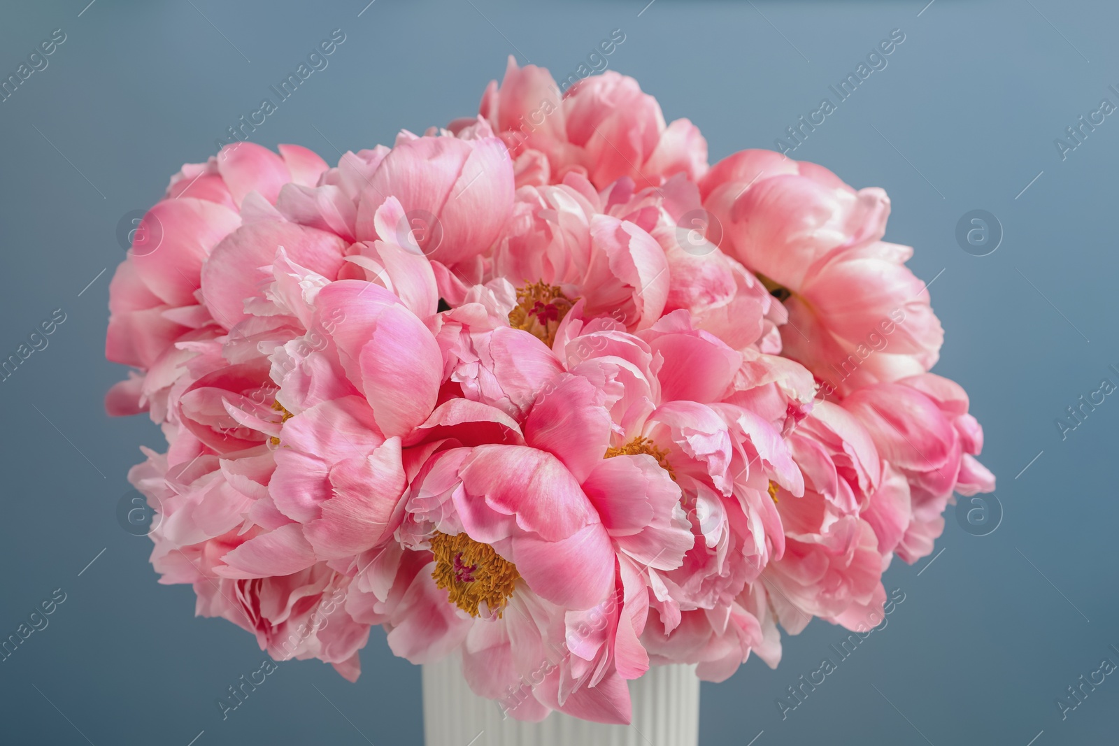 Photo of Beautiful bouquet of pink peonies in vase on grey background, closeup