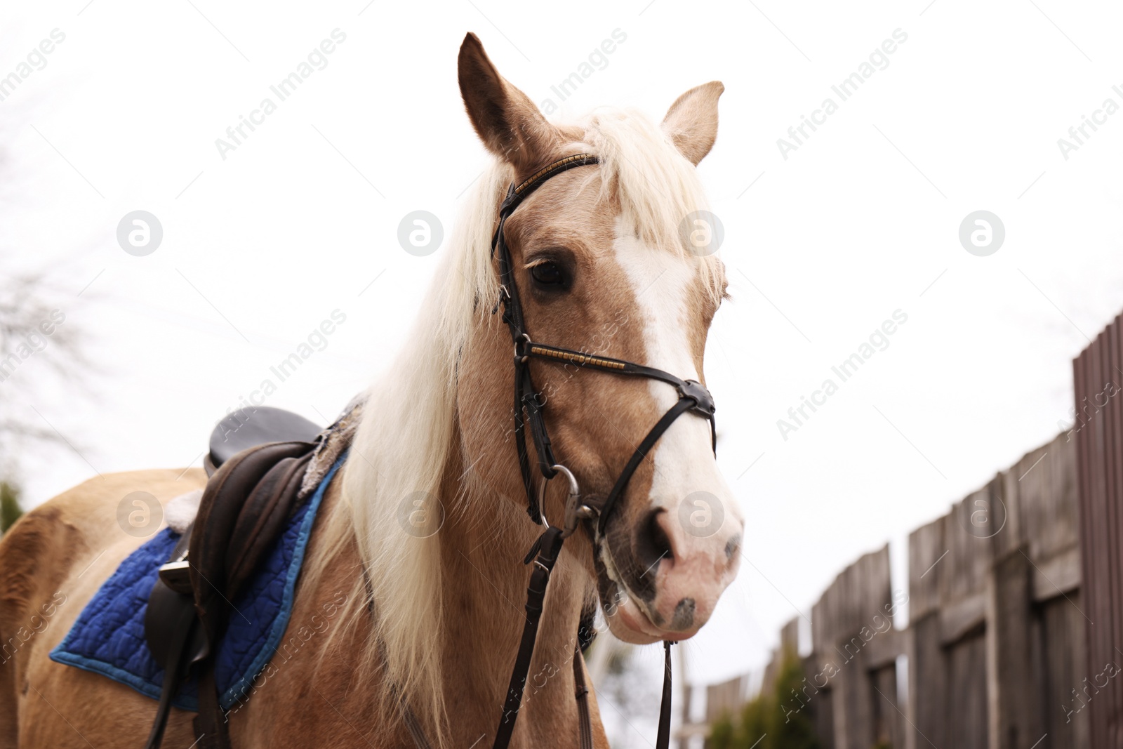 Photo of Adorable horse walking outdoors. Lovely domesticated pet