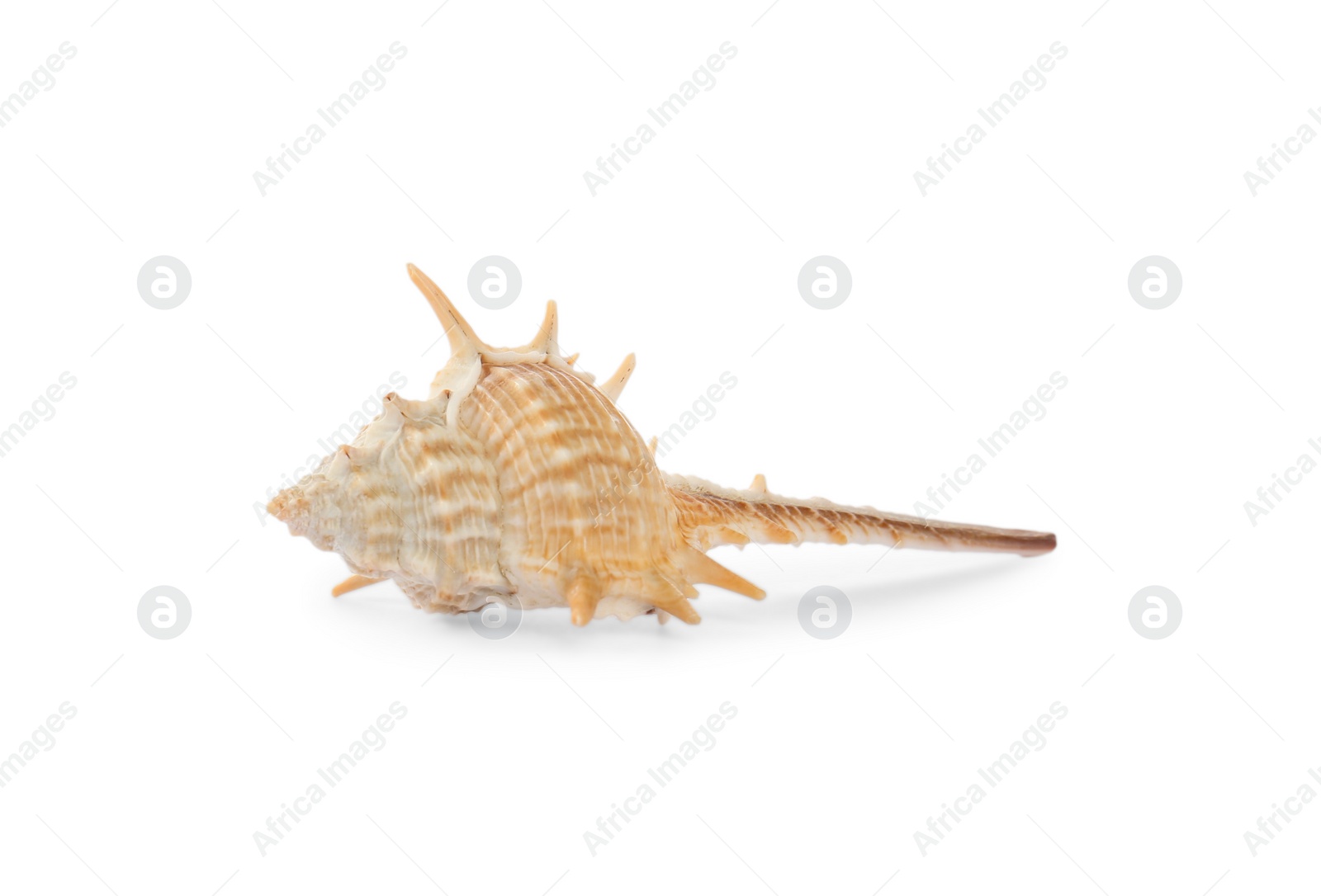 Photo of Beautiful exotic sea shell isolated on white