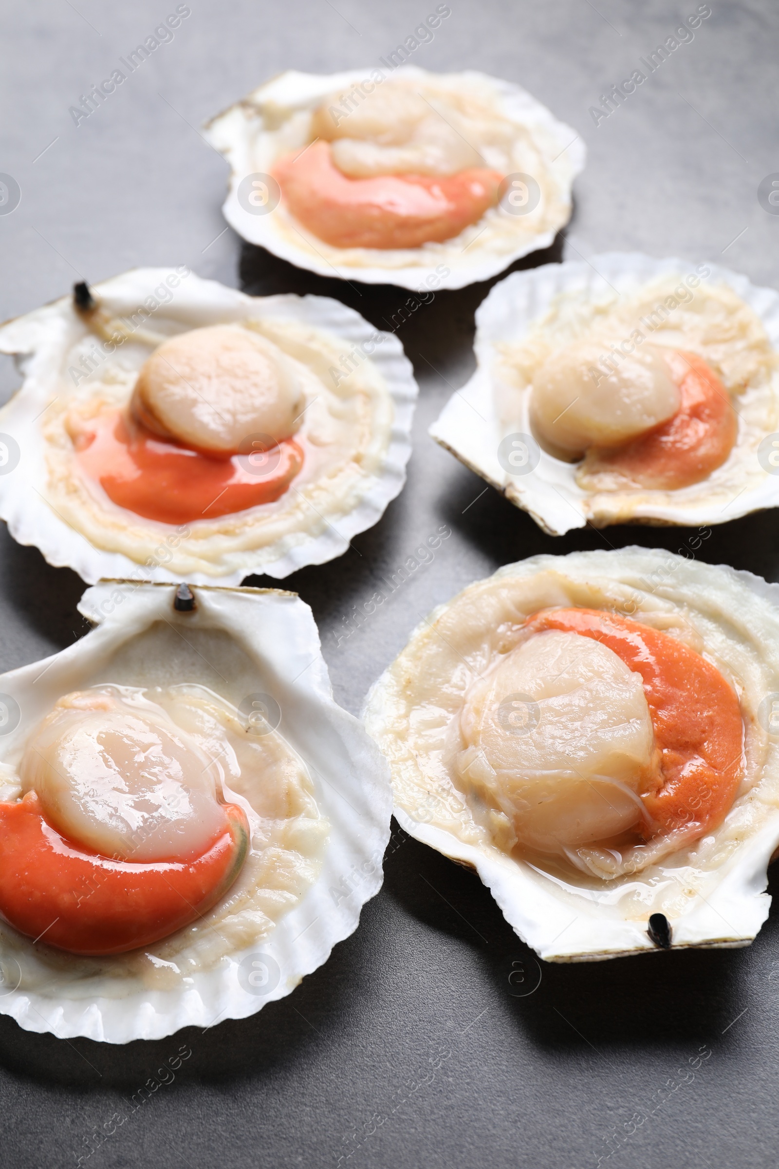 Photo of Many fresh raw scallops in shells on grey table