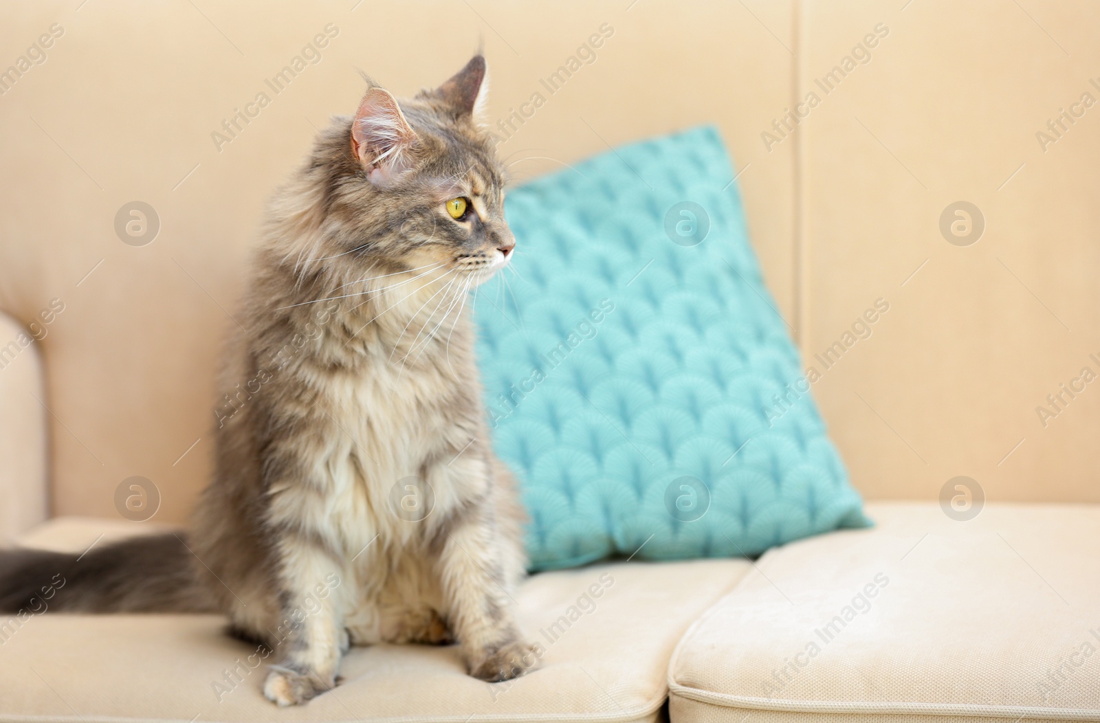 Photo of Adorable Maine Coon cat on couch at home. Space for text