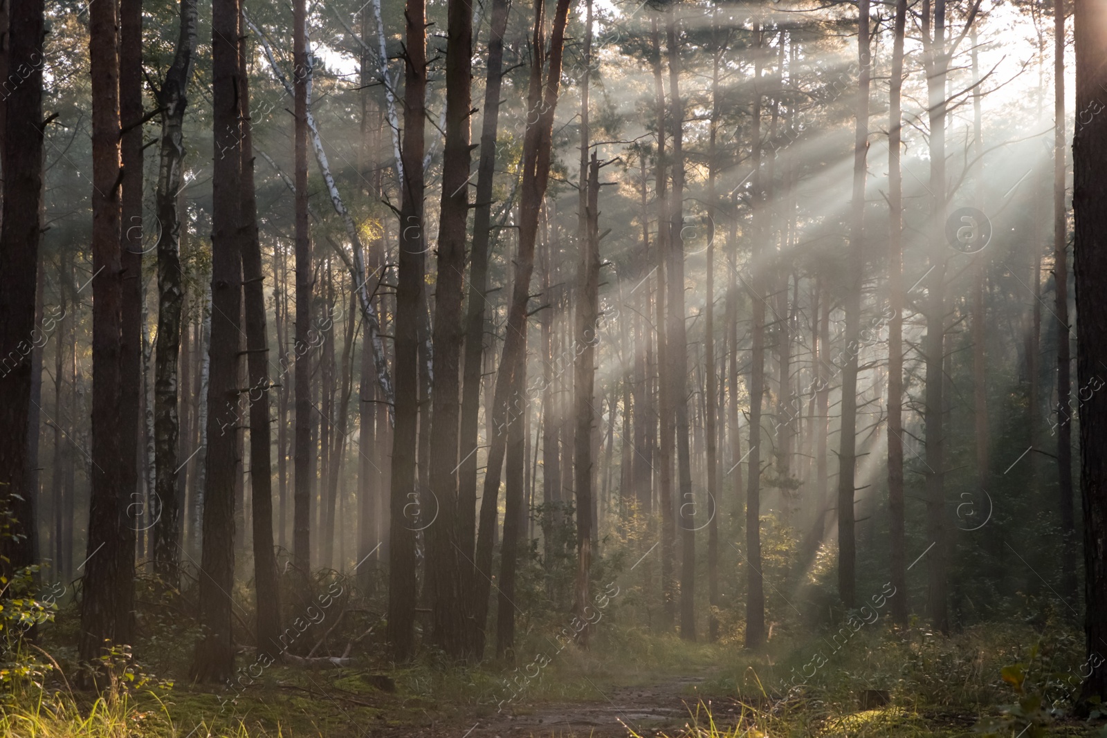 Photo of Majestic view of forest with sunbeams shining through trees in morning