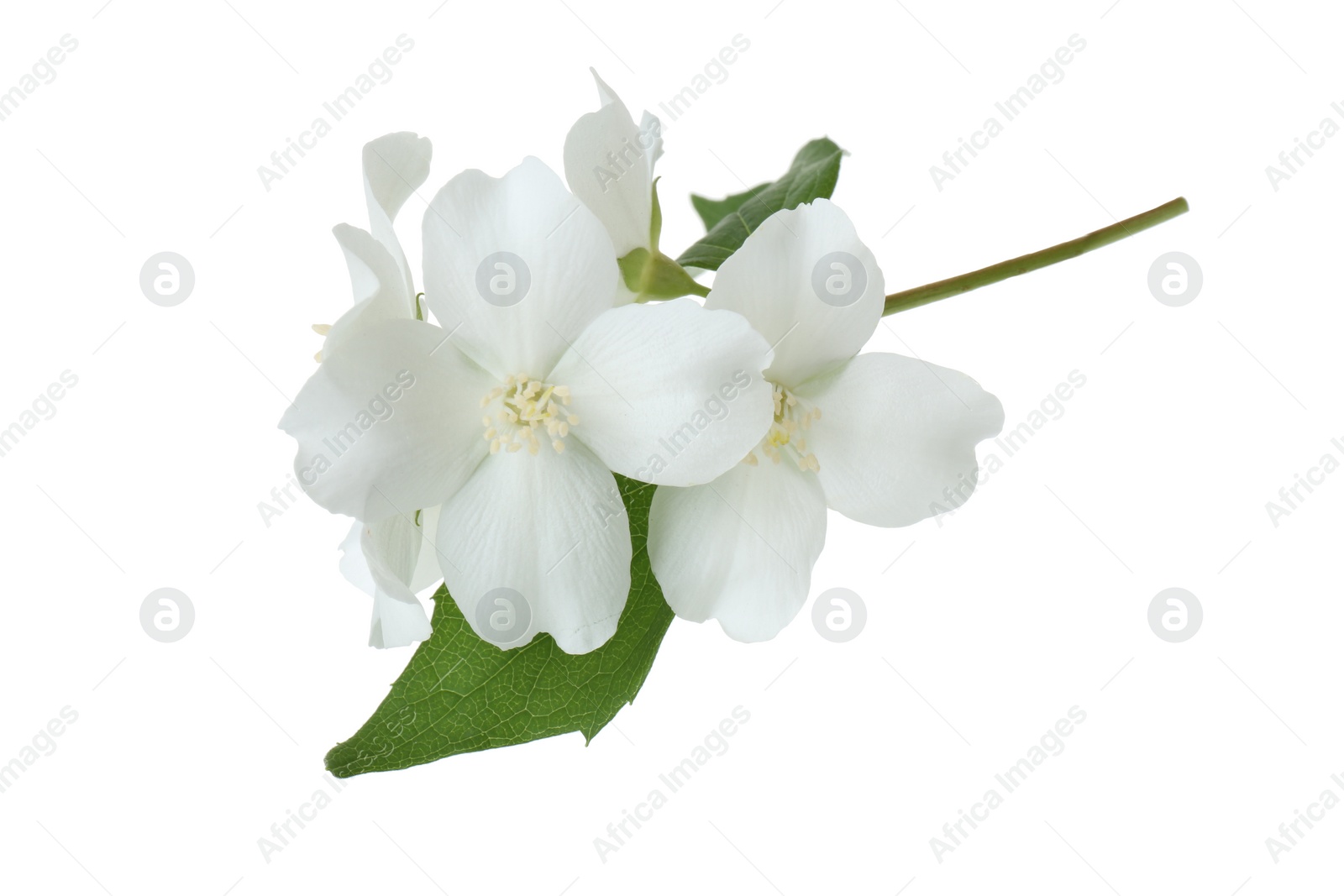 Photo of Branch of jasmine flowers and leaves isolated on white