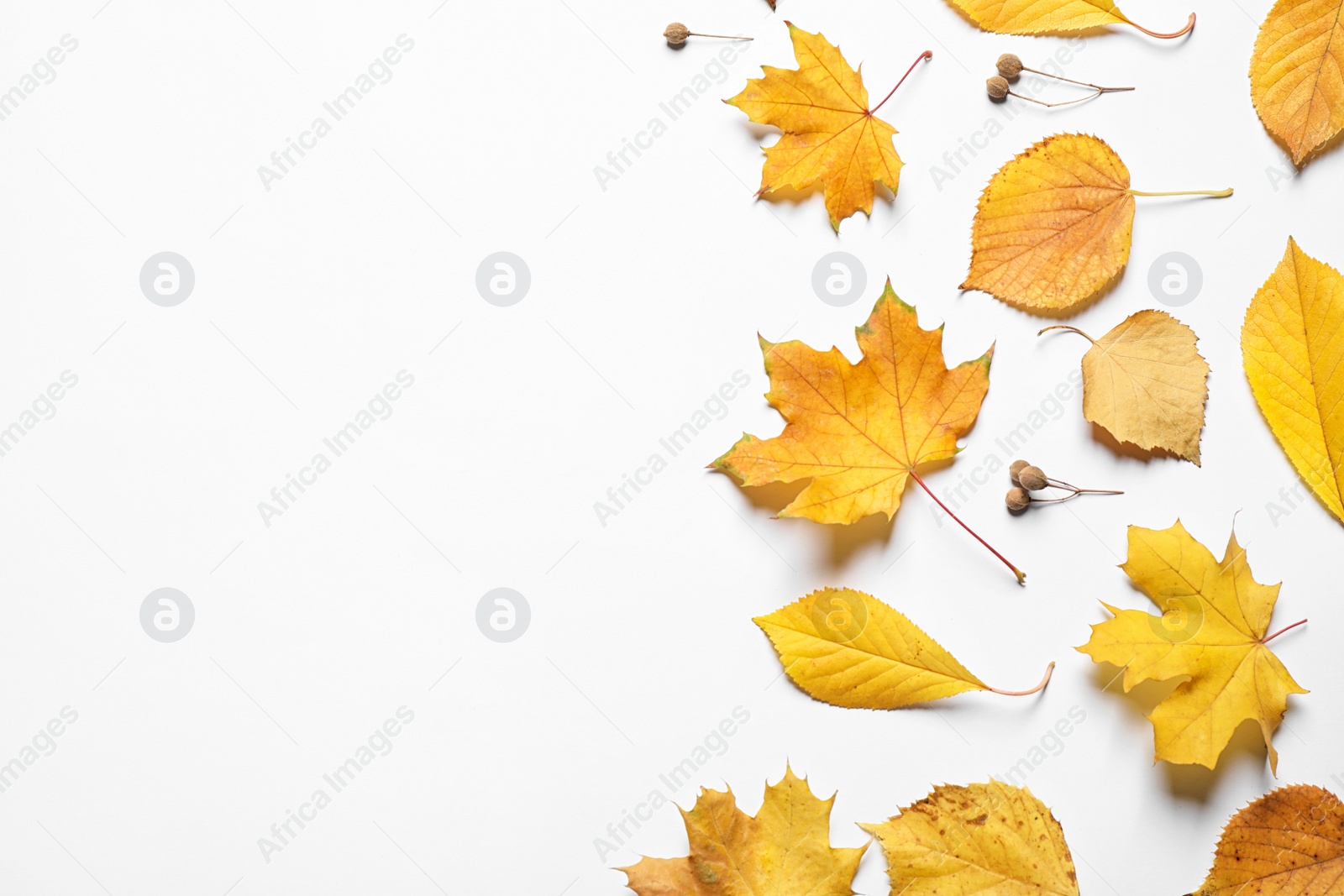 Photo of Flat lay composition with autumn leaves on white background. Space for text