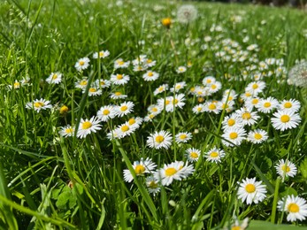 Photo of Beautiful white daisy flowers and green grass growing in meadow