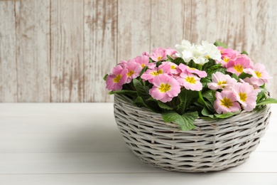 Photo of Beautiful primula (primrose) flowers in wicker basket on white wooden table, space for text. Spring blossom