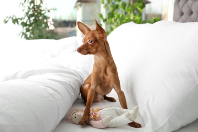 Cute toy terrier on bed. Domestic dog