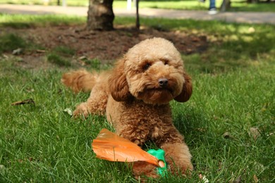 Photo of Cute Maltipoo dog with holder of waste bags on green grass outdoors