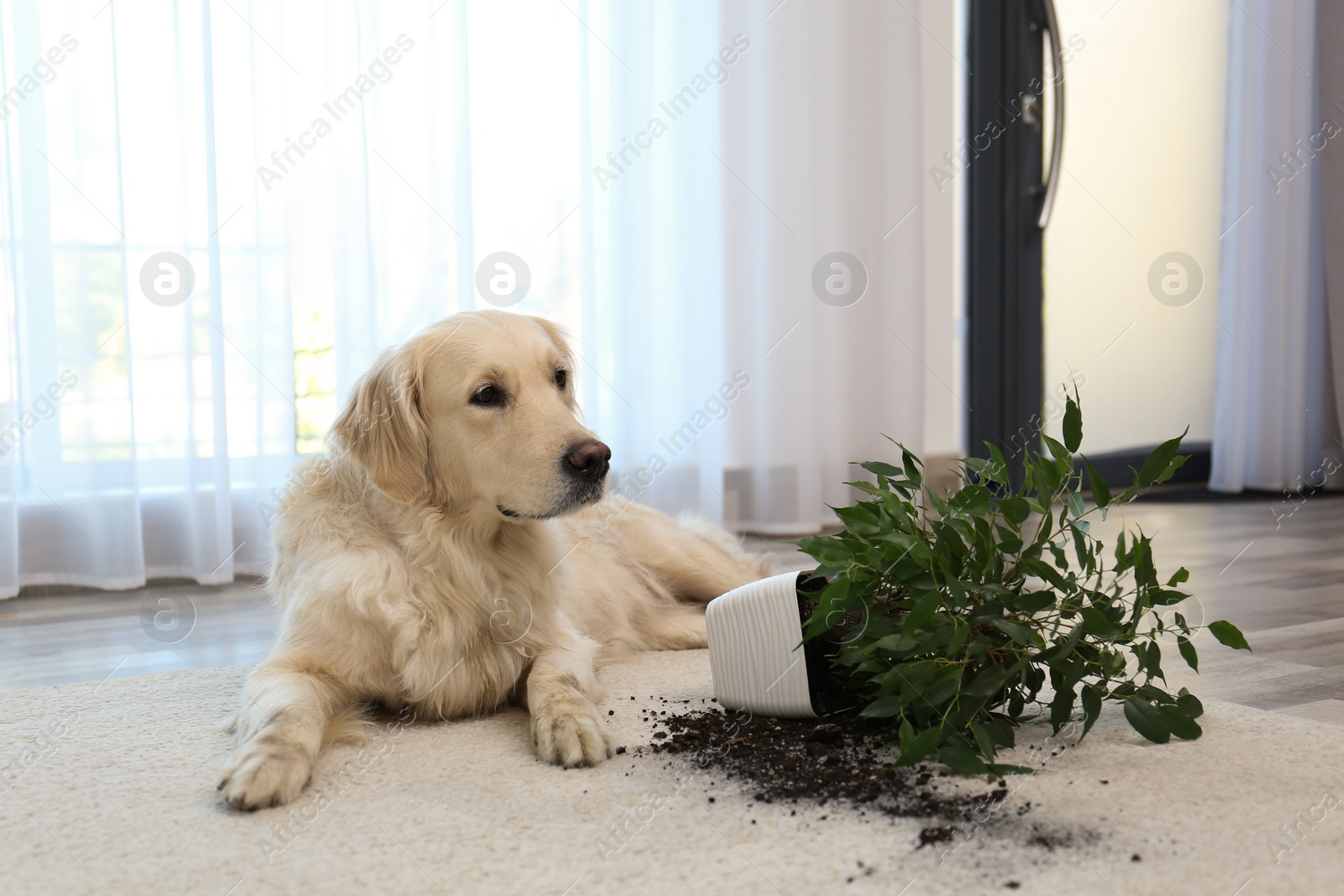 Photo of Cute Golden Retriever dog near overturned houseplant on light carpet at home