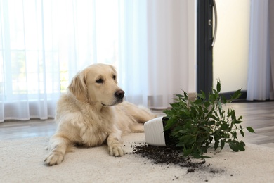 Cute Golden Retriever dog near overturned houseplant on light carpet at home