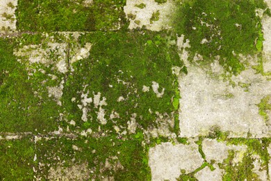 Photo of Textured surface with moss as background, top view