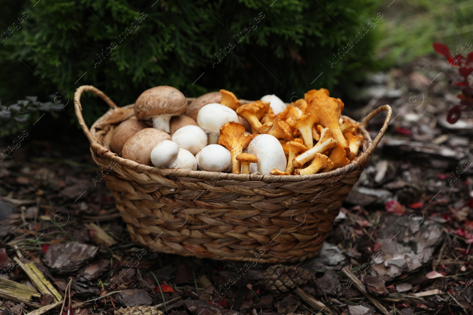 Photo of Wicker basket with different fresh mushrooms in forest