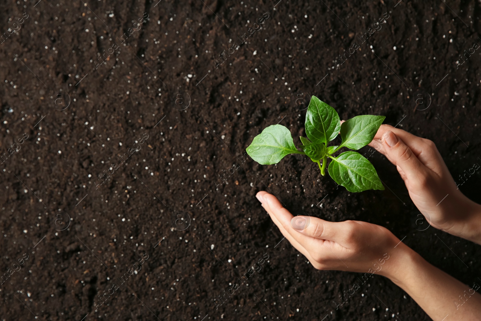 Photo of Woman holding green pepper seedling over soil, top view. Space for text