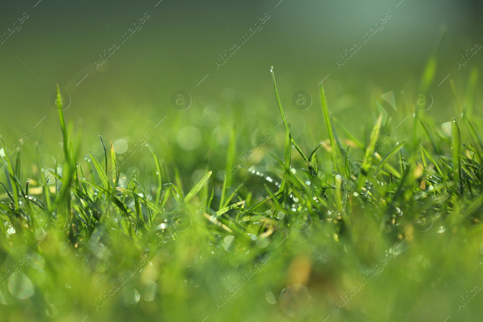 Photo of Beautiful green grass with dew on nice sunny morning, closeup