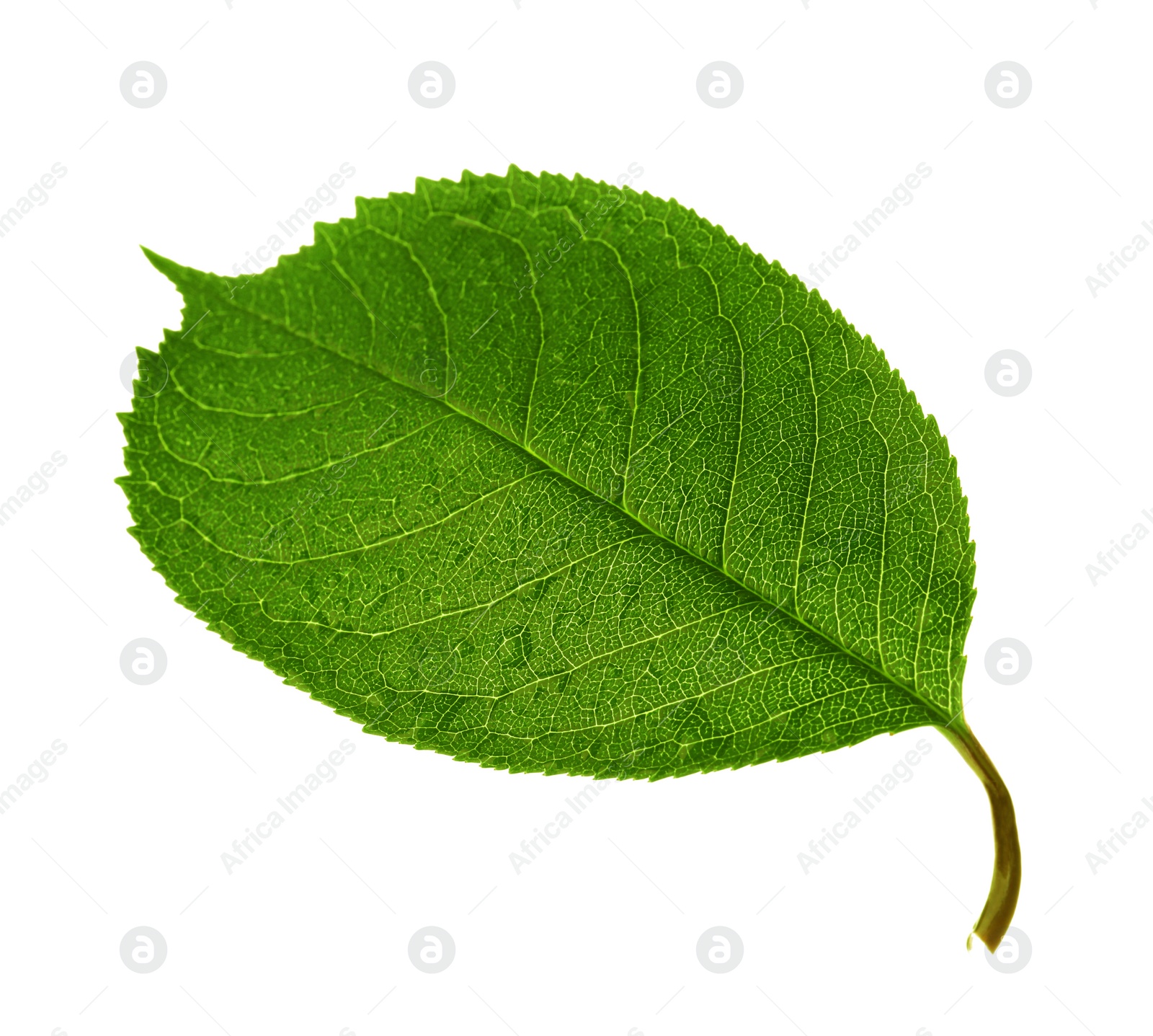 Photo of Green leaf of cherry tree isolated on white