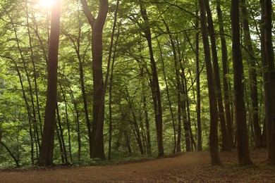 Beautiful trees and green grass in forest