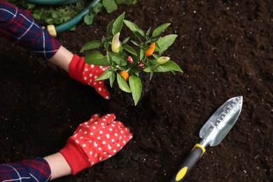 Woman transplanting pepper plant into soil, top view