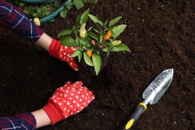 Photo of Woman transplanting pepper plant into soil, top view