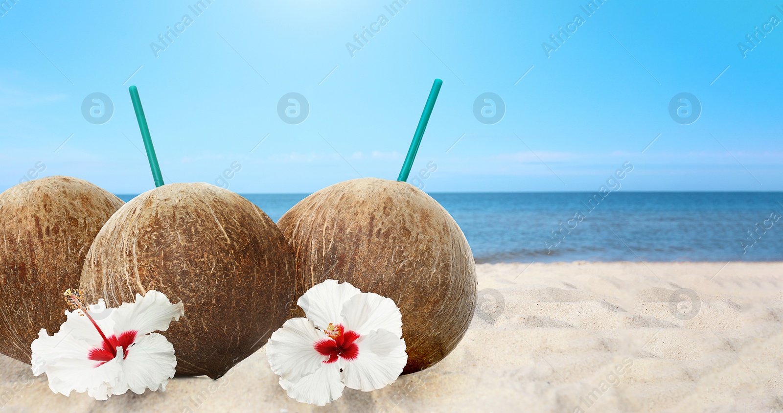 Image of Brown coconuts with refreshing drink and flowers on sandy beach near sea. Banner design