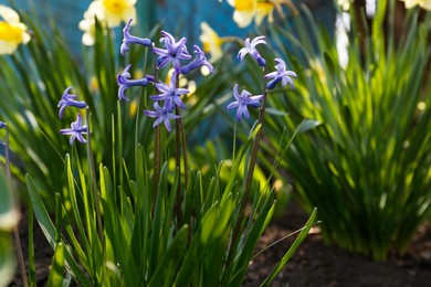 Photo of Beautiful lilac hyacinth flowers in garden on spring day