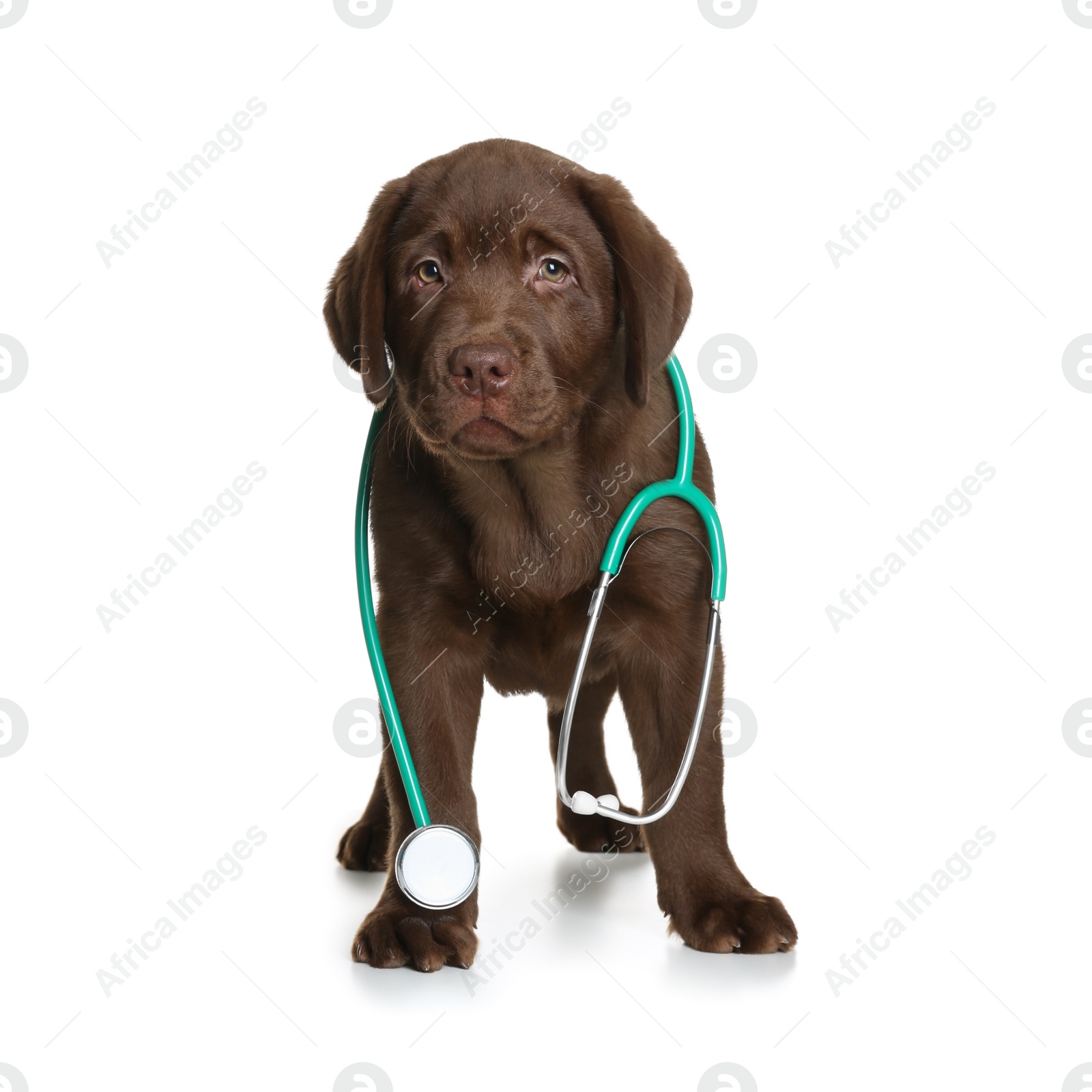 Photo of Cute dog with stethoscope as veterinarian on white background