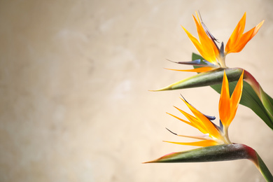 Photo of Bird of Paradise tropical flowers on beige background, closeup. Space for text