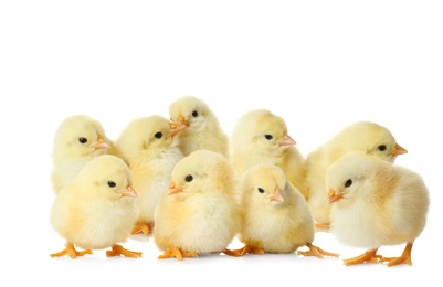Many cute fluffy chickens on white background
