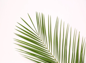 Photo of Beautiful tropical leaf on light background, top view