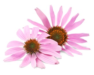 Photo of Beautiful blooming echinacea flowers on white background