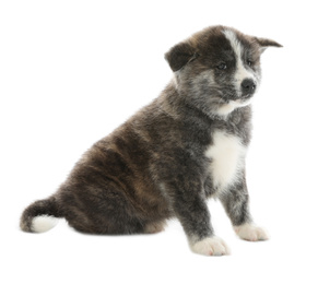 Photo of Cute Akita inu puppy on white background. Friendly dog