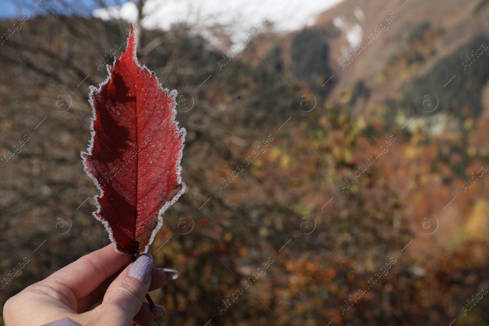 Photo of Woman holding beautiful autumn leaf covered with frost outdoors, top view. Space for text