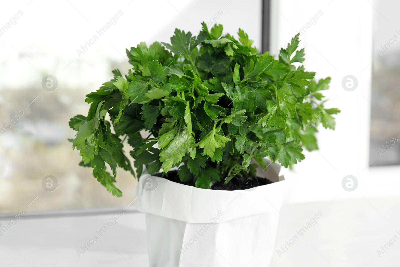 Photo of Pot with fresh green parsley on window sill