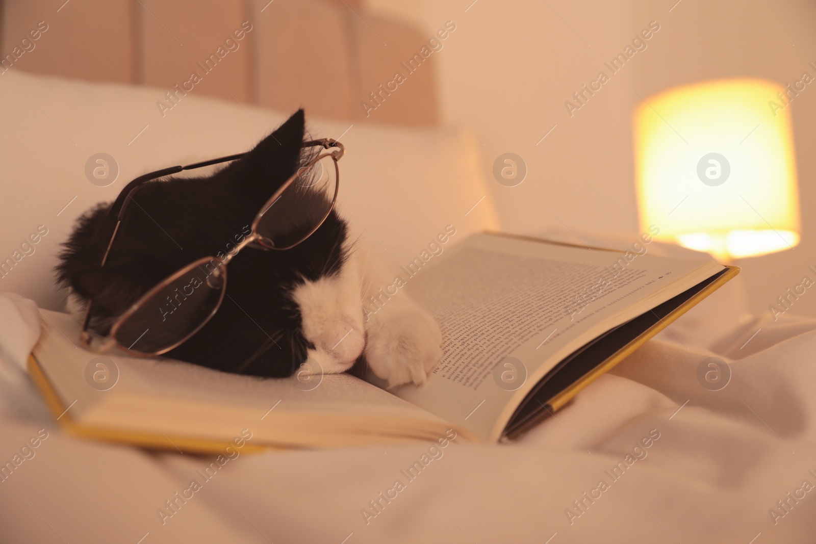 Photo of Cute cat with glasses and book sleeping on bed at home, closeup