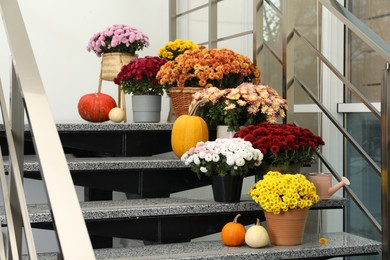 Many fresh chrysanthemum flowers in pots and pumpkins on stairs indoors