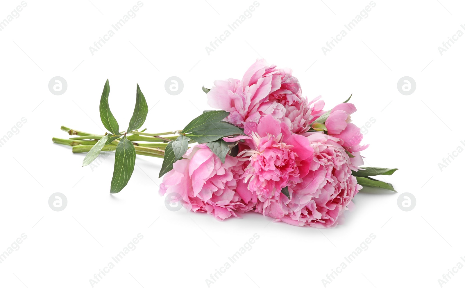 Photo of Bouquet of beautiful peonies on white background