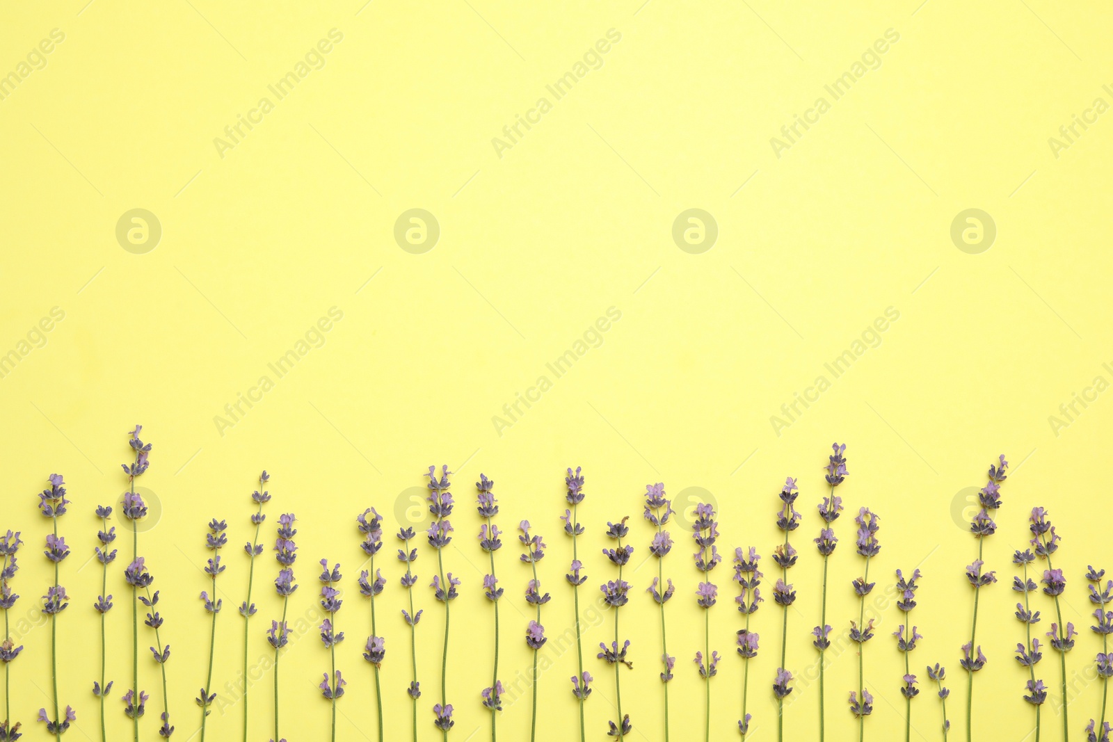 Photo of Beautiful lavender flowers on yellow background, flat lay. Space for text