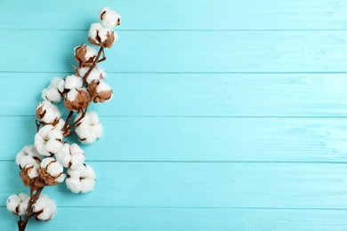Branch of cotton plant on light blue wooden background, top view. Space for text