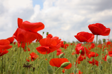 Photo of Beautiful red poppy flowers growing in field, closeup