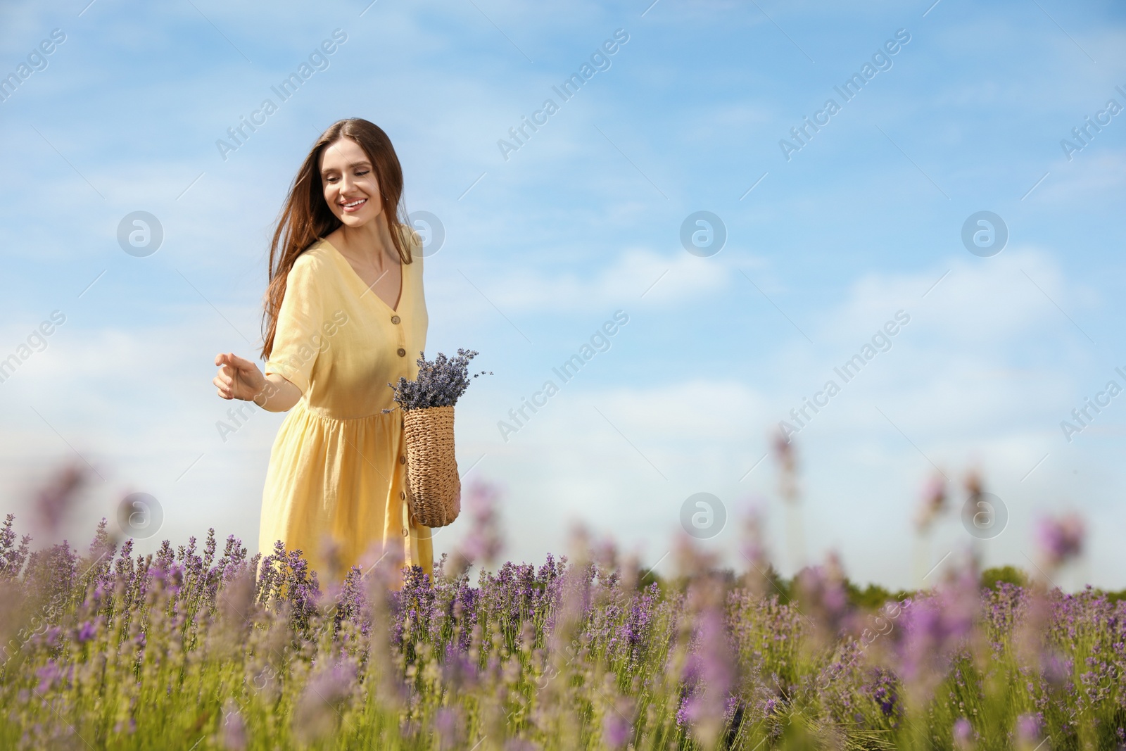 Photo of Young woman with wicker handbag full of lavender flowers in field on summer day