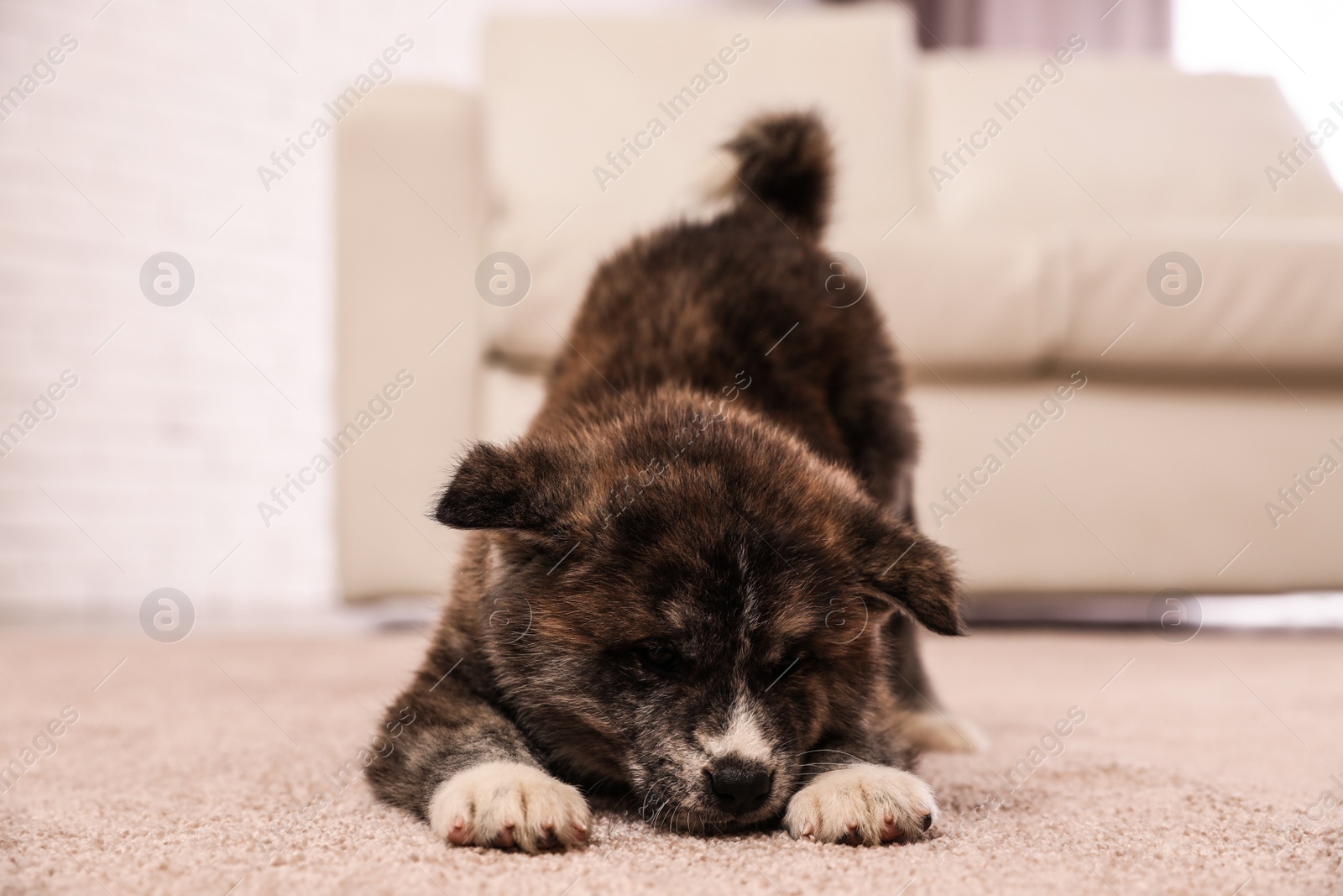 Photo of Cute Akita inu puppy indoors. Friendly dog