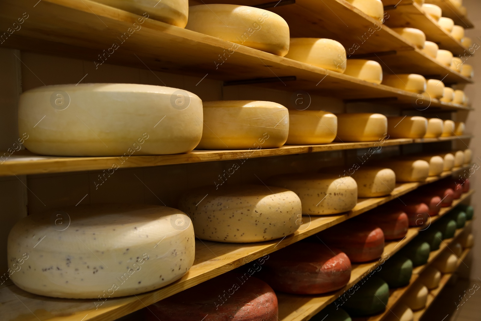 Photo of Fresh cheese heads on rack in factory warehouse