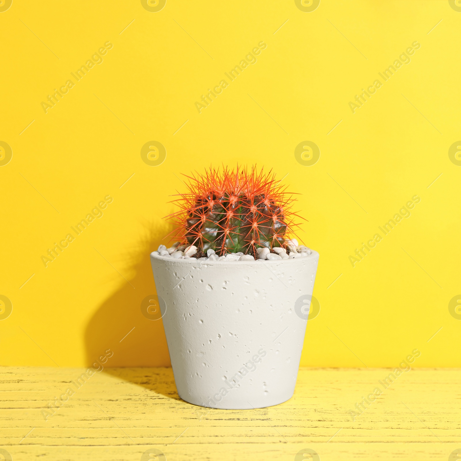 Photo of Beautiful cactus on table against color background