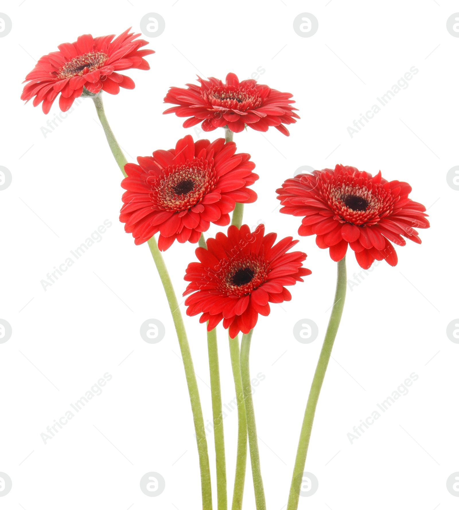 Photo of Bouquet of beautiful red gerbera flowers on white background